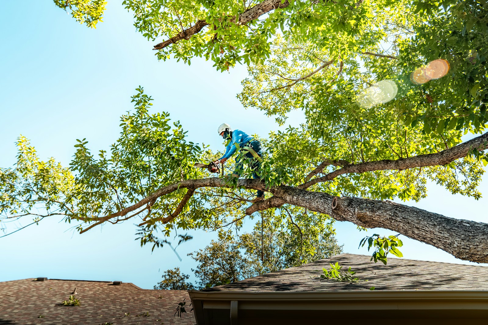 Precision tree cutting near structures