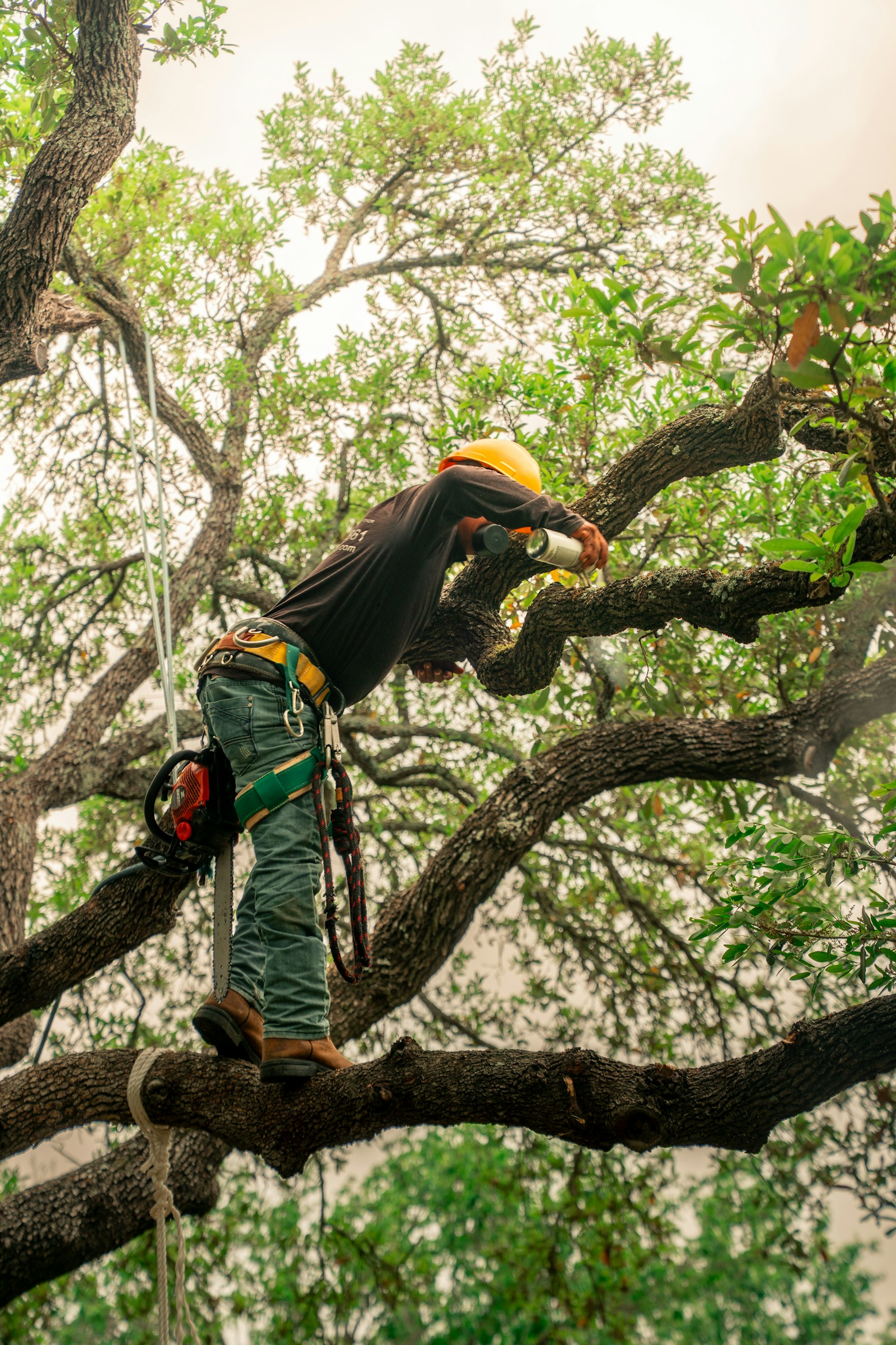 Fort Myers Tree Service crew performing professional canopy trimming